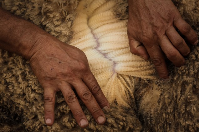 Homem mostra a lã de sua ovelha, durante os preparativos para o julgamento de melhor velo de ovinos da raça Ideal durante a 39ª Expointer, no Rio Grande do Sul