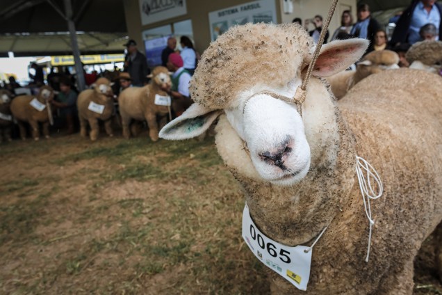 Ovelhas são preparadas para julgamento da raça Corriedale de ovinos na 39ª Expointer, no Rio Grande do Sul