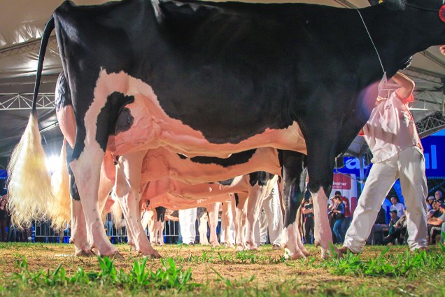 Vacas da raça Holandesa são exibidas para um júri durante competição na 39ª Expointer, no Rio Grande do Sul