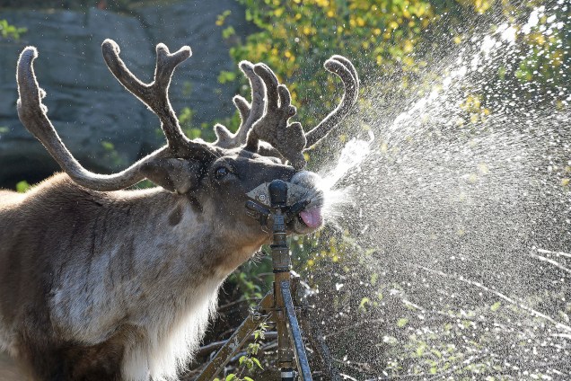 Caribou Lindsay refreshes at the zoo in Hannover, northern Germany, Friday, Sept. 2, 2016. (Holger Hollemann/dpa via AP)