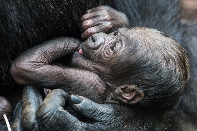 Bebê gorila de seis dias é fotografado no colo de sua mãe no jardim zoológico de Frankfurt, na Alemanha - 21-09-2016