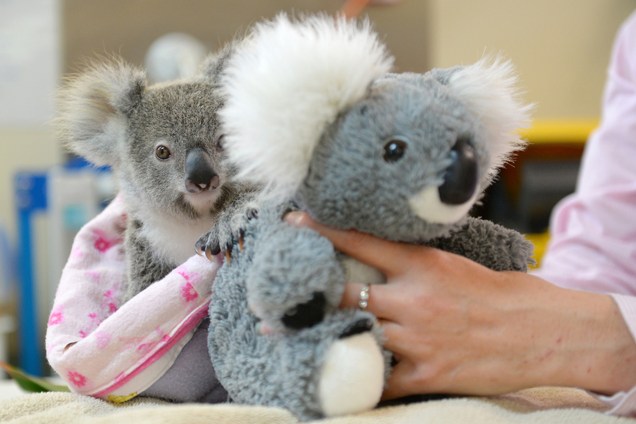 O bebê coala Shayne se abraça a uma pelúcia após perder a mãe, atropelada por um carro, e ser encontrado enquanto era perseguido por corvos em Beerwah, na Austrália - 19/09/2016