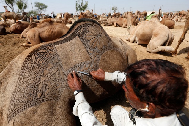 Homem customiza o pelo de seu camelo antes de vendê-lo em um mercado, em Karachi, no Paquistão - 09/09/2016