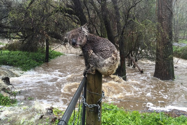 Coala encharcado se apoia em cerca durante enchentes na cidade de Stirling, na Austrália - 15/09/2016
