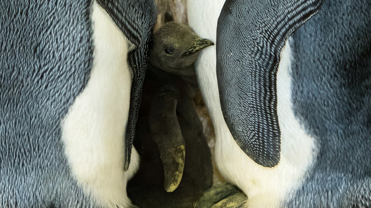 Filhote de pinguim real em Viena, na Áustria