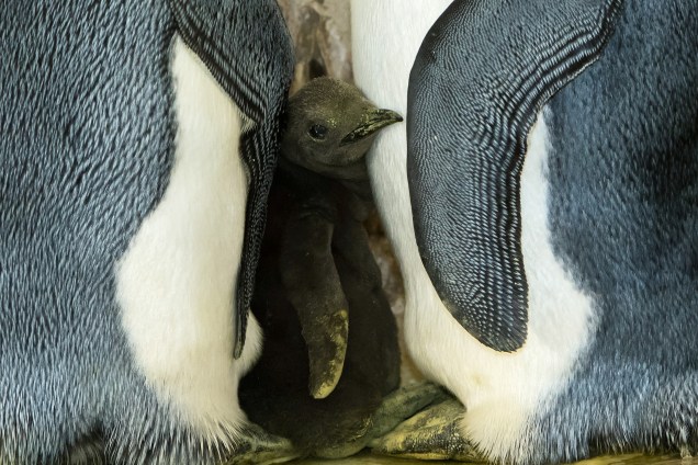 Filhote de pinguim real é fotografado entre seus pais em seu gabinete no zoológico de Schoenbrunn em Viena, na Áustria - 21/09/2016