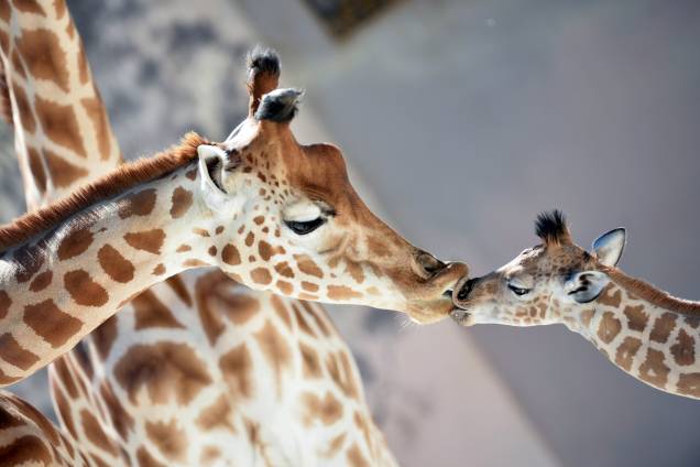 Bebê girafa 'Kenai' beija sua mãe 'Dioni' no zoológico de La Fleche, noroeste da França