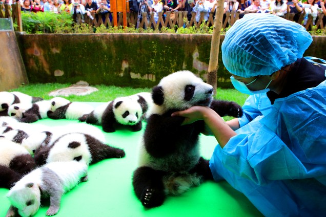 Pandas-gigantes recém-nascidos recebem cuidados em centro de reprodução na cidade de Chengdu, na China - 29/09/2016