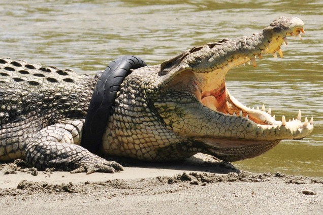 Crocodilo com pneu no pescoço em um rio de Palu, na Indonésia - 20/09/2016