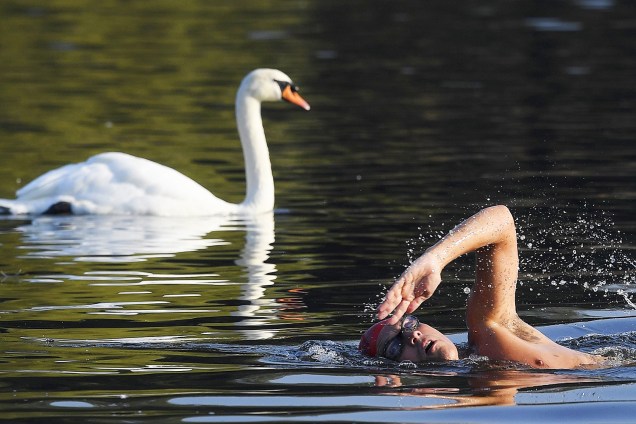 Homem nada próximo de um cisne no Lago Serpentine, em Londres, na Inglaterra - 15/09/2016
