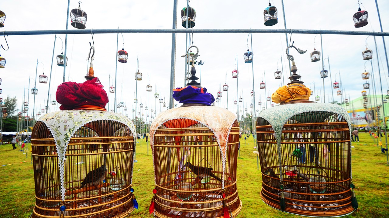 Pássaros participam de concurso de canto, na cidade tailandesa de Narathiwat - 20/09/2016