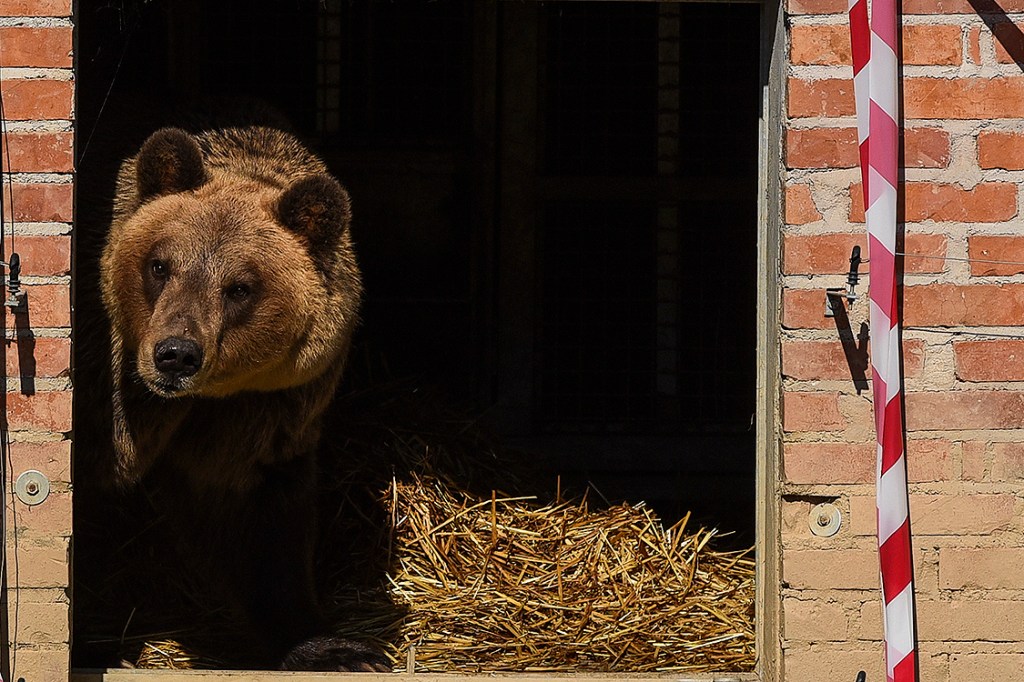 Tomi, urso pardo resgatado de um restaurante em Kosovo, onde era maltratado pelos donos, descansa em um santuário para ursos na Albânia