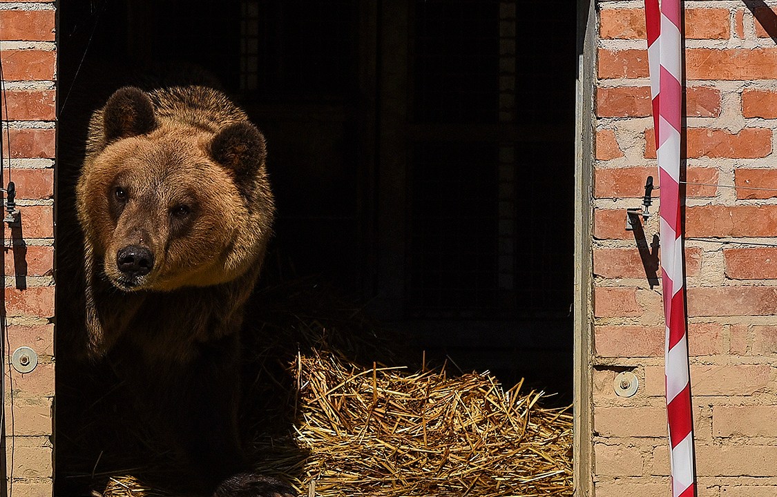 Tomi, urso pardo resgatado de um restaurante em Kosovo, onde era maltratado pelos donos, descansa em um santuário para ursos na Albânia