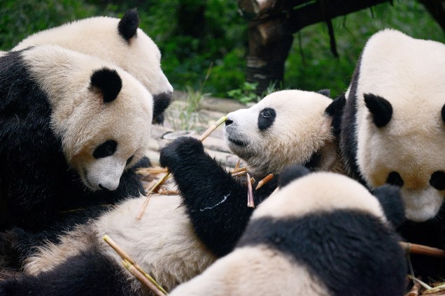 Grupo de pandas se alimenta com bambus em um centro de pesquisa na província de Sichuan, na China