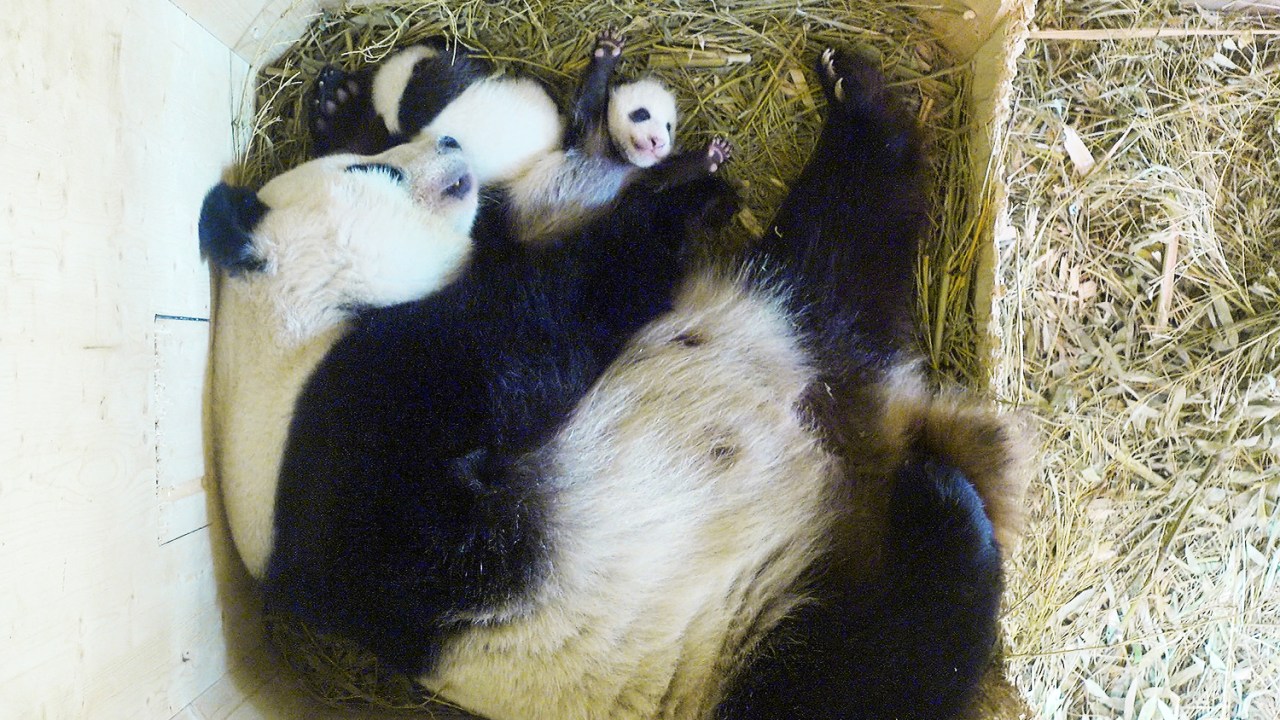 anda gigante Yang Yang e seus filhotes gêmeos são vistos em uma caixa de criação de animais no Zoológico de Schönbrunn, em Viena, na Áustria - 28/09/2016