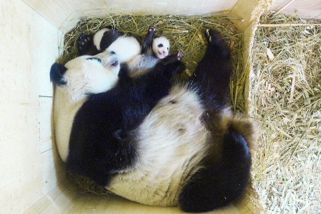 Panda gigante Yang Yang e seus filhotes gêmeos são vistos em uma caixa de criação de animais no Zoológico de Schönbrunn, em Viena, na Áustria - 28/09/2016