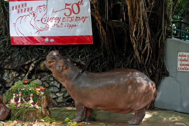 Hipopótamo fêmea, Mali, completa 50 anos e ganha bolo de aniversário em zoológico de Bancoc, na Tailândia - 23-09-2016