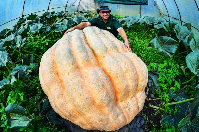 O cultivador Oliver Langheim posa ao lado de uma abóbora gigante de 550 quilos em foto divulgada nesta quarta-feira (22) na cidade de Furstenwalde, na Alemanha