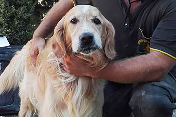 Cão é encontrado vivo nove dias após o terremoto na Itália