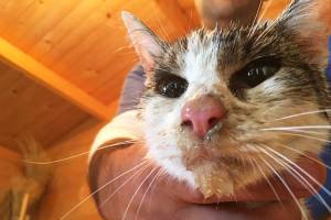 Gato é encontrado vivo cinco dias após o terremoto na Itália