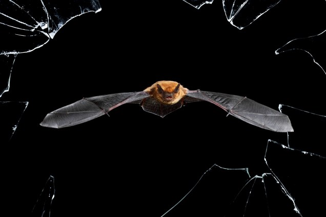 Morcego em casa abandonada, Espanha - Imagens espetaculares da vida selvagem, Museu de História Natural de Londres