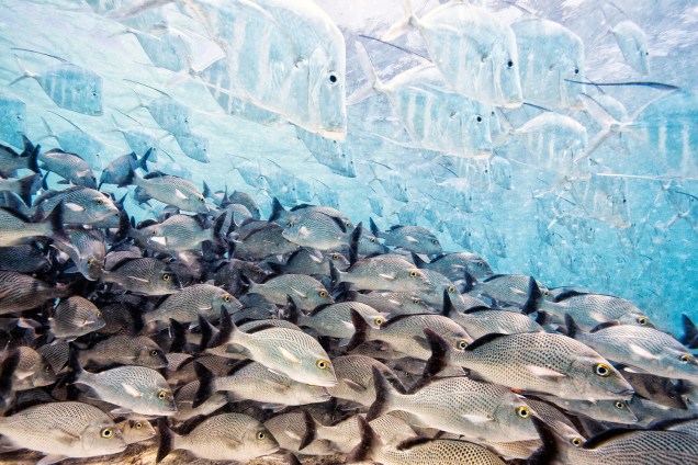Camuflagem do peixe-galo - Imagens espetaculares da vida selvagem, Museu de História Natural de Londres
