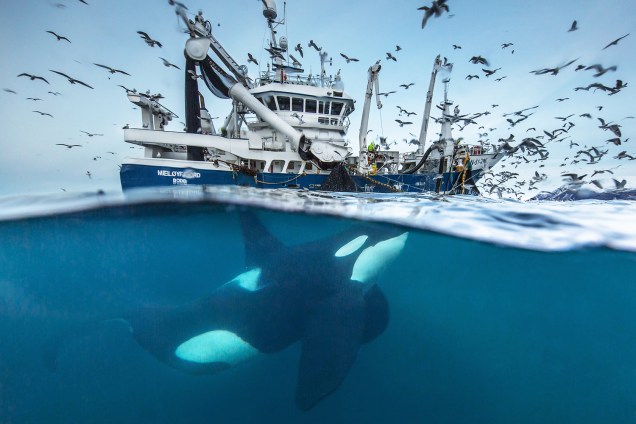 Orca sob barco de pesca, Noruega - Imagens espetaculares da vida selvagem, Museu de História Natural de Londres