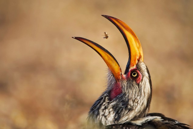 Calau se alimenta de cupim, África do Sul - Imagens espetaculares da vida selvagem, Museu de História Natural de Londres