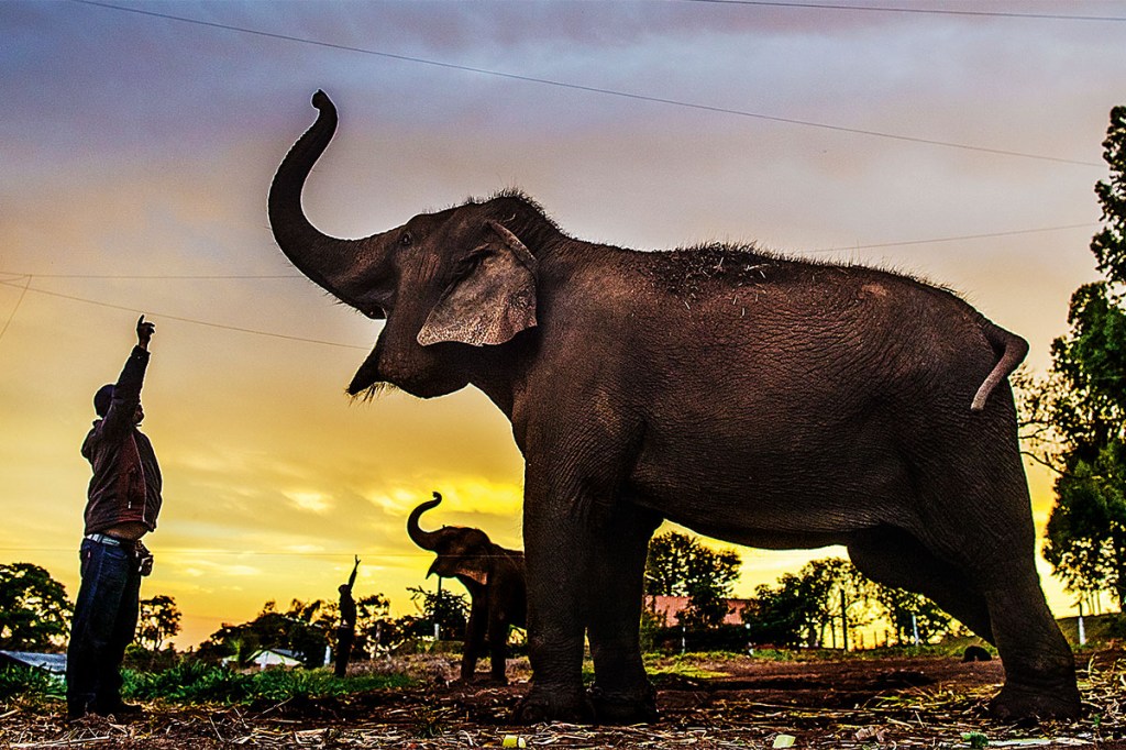 DUPLA DE PESO - Capturados na Tailândia, os animais ficaram em um circo até o Ibama recuperá-los na Bahia, em 2010