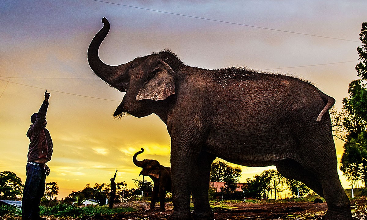 DUPLA DE PESO - Capturados na Tailândia, os animais ficaram em um circo até o Ibama recuperá-los na Bahia, em 2010