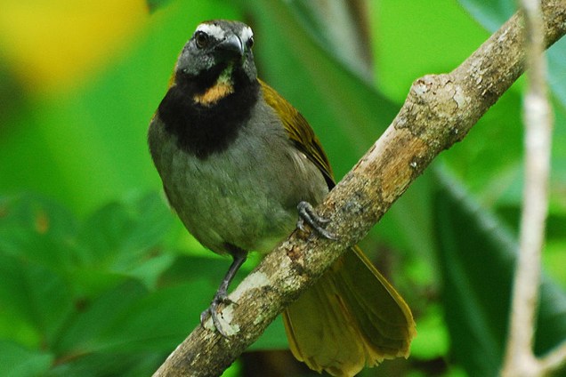 Trinca-ferro: é um dos pássaros mais apreciados pelos brasileiros, principalmente pelo seu canto
