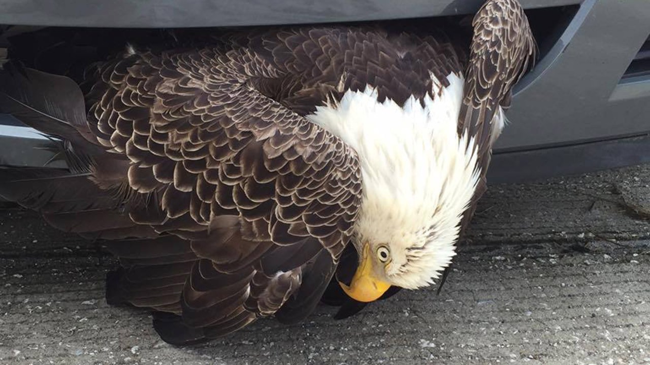 Águia fica presa em carro na Flórida (EUA)
