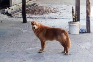 Cão fica em frente de uma residência onde foi abandonado em Macapá (AP)