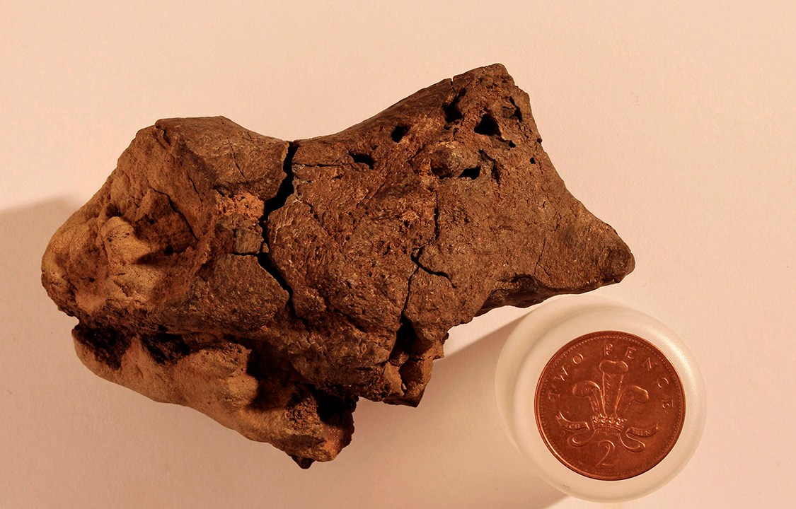 Cientistas encontram fóssil de cérebro de dinossauro
