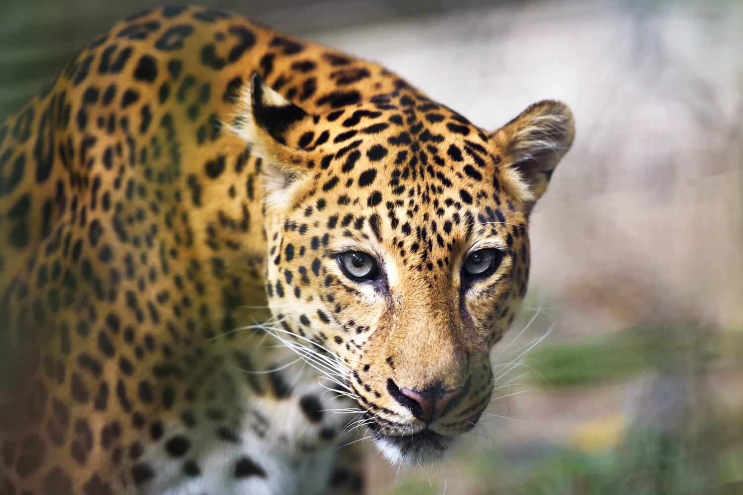 Jaguar