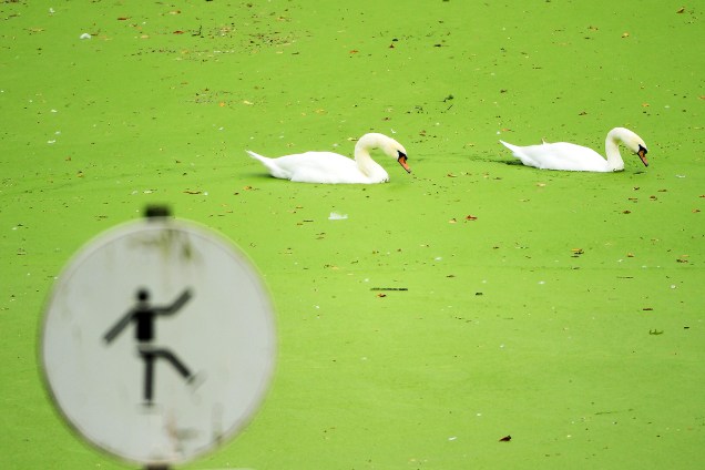 Cisnes são fotografados em lago do parque Bois the La Cambre, em Bruxelas, na Bélgica - 06/10/2016