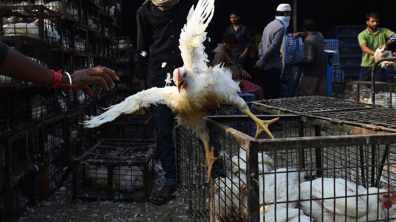Gripe aviária na Índia