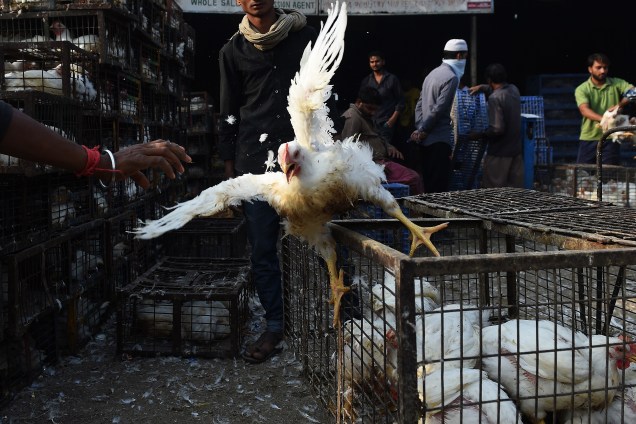 Vendedor coloca uma galinha na gaiola em um mercado de Nova Déli, na Índia. O zoológico da cidade foi fechado temporariamente depois da morte de duas aves por gripe aviária, na última semana - 24/10/2016