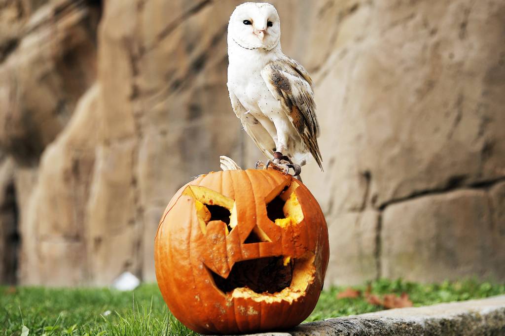 Halloween: qual é a origem da data e por que é comemorada em 31 de outubro