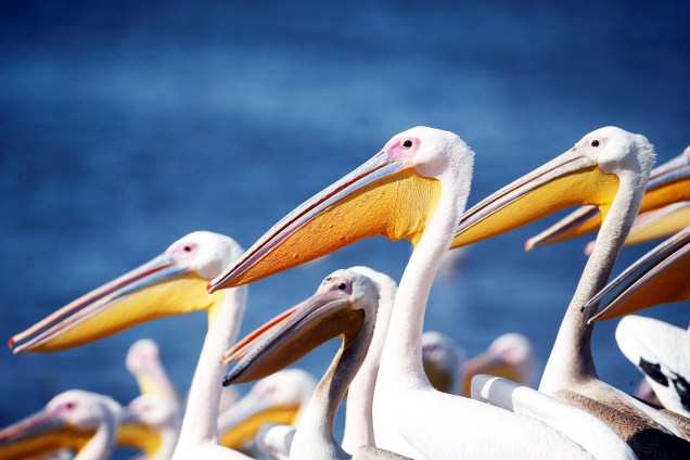 Pelicanos são alimentados durante a época de migração, na região de Mishmar HaSharon, em Israel - 13/10/2016