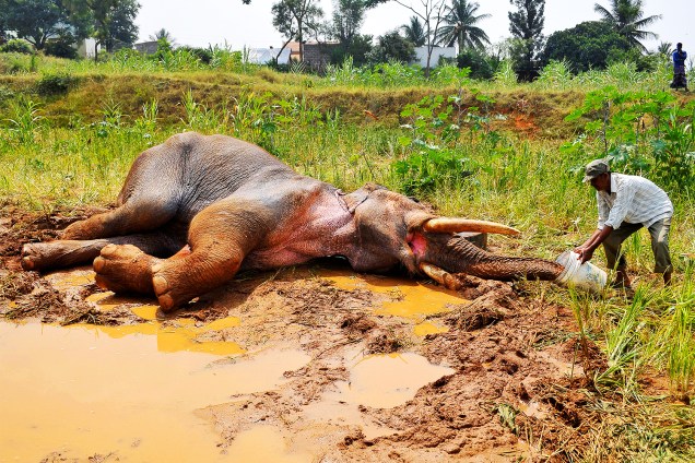 Guarda florestal utiliza balde para hidratar elefante-asiático ferido, nos arredores de Bengaluru, na Índia - 25/10/2016