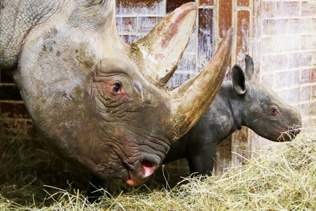 Rinoceronte recém-nascido é visto com sua mãe no Zoológico de Dvur Kralove, na República Checa - 27/10/2016