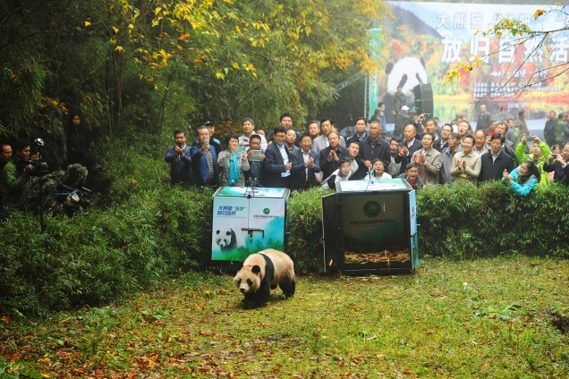 Panda gigante é libertado em floresta na província chinesa de Sichuan - 20/10/2016