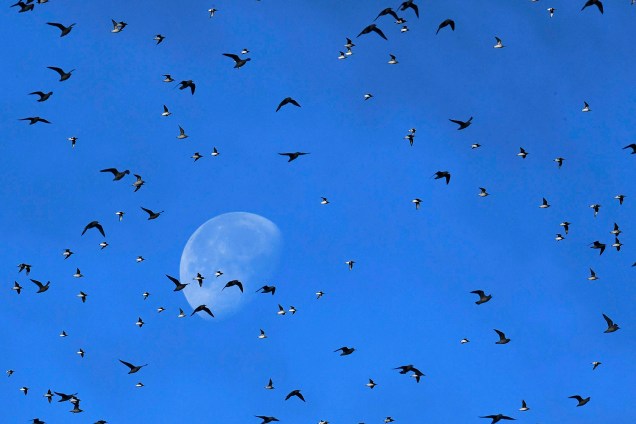 Grupo de aves pernaltas voam sobre o litoral de Snettisham, no Reino Unido - 20/10/2016