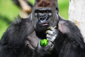 O gorila Kumbuka no Zoológico de Londres - 02/05/2013