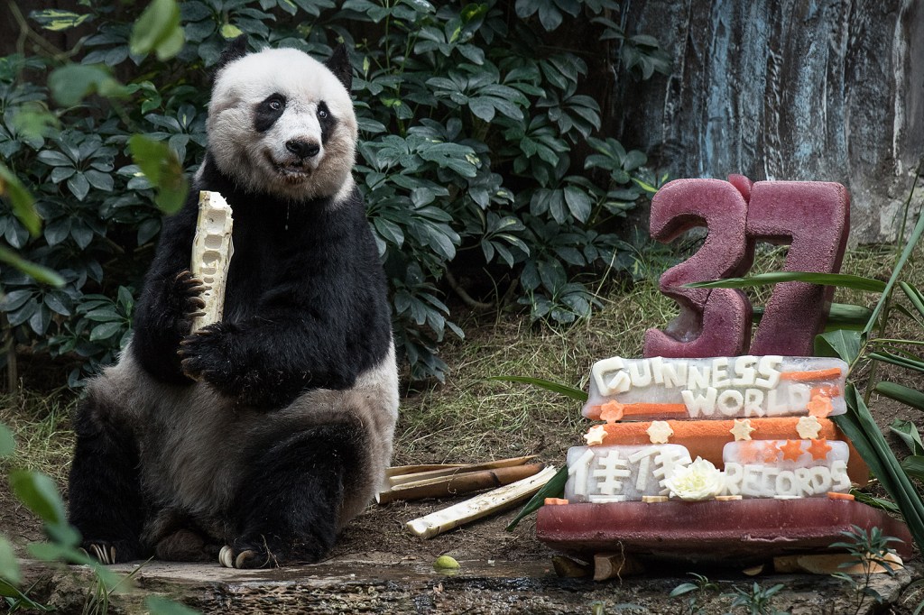 A ursa panda gigante Jia Jia