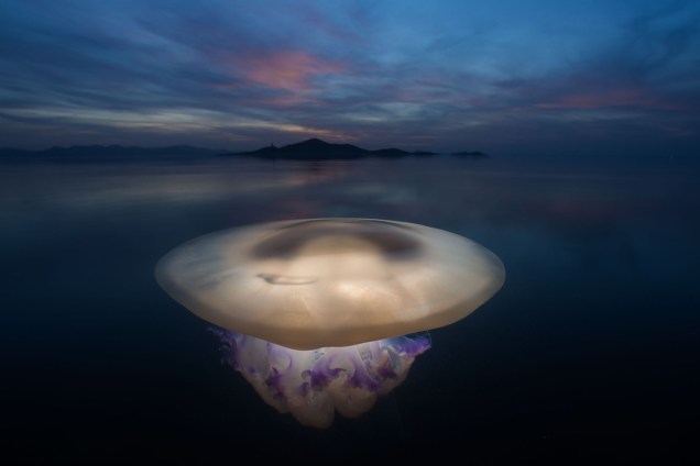 Fotografia que venceu a categoria dos invertebrados registra água-viva gigante na região da Ilha de Murcía, na Espanha