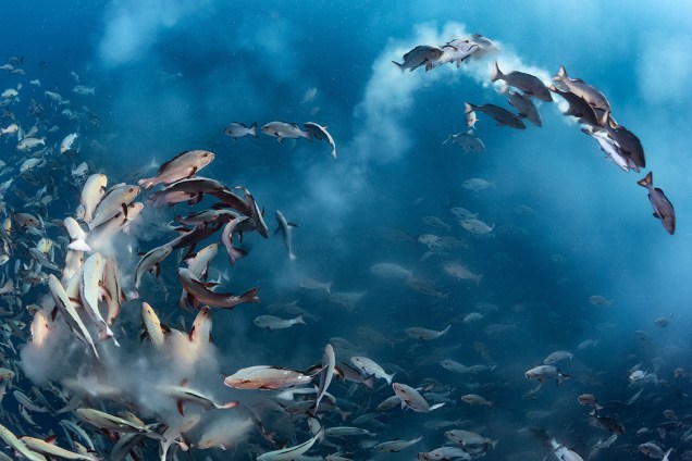 Na categoria "De baixo d'água", vencedor captura momento em que corrente marítma desorganiza cardume de peixes que nadavam próximo à costa de Palau, na Oceania