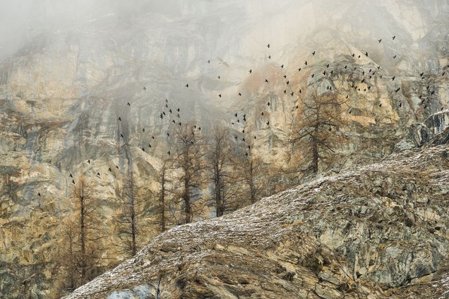 Fotógrafo registra bando de pássaros migrando pela montanha Aosta, no Parque Nacional Gran Paradiso, italiano, em um dia de neblina
