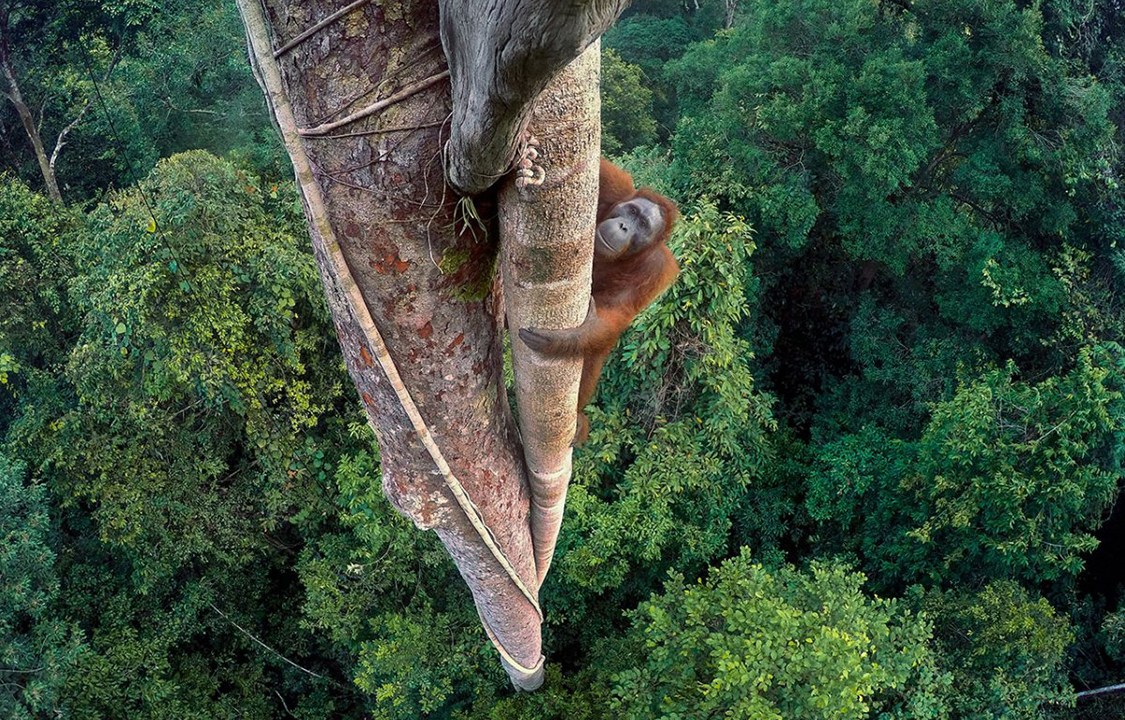 Grande ganhadora do prêmio "Wildlife Photographer of the Year" mostra orangotango escalando árvore em busca de abrigo na floresta